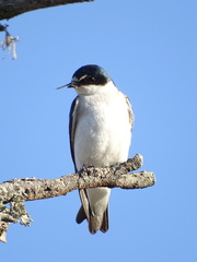 Tachycineta leucorrhoa