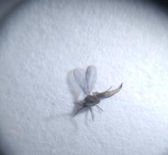 Insecta