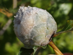 Rabdophaga strobiloides