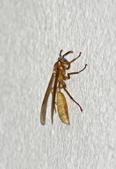 Apoica