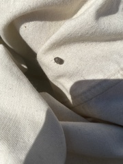 Sphyrocoris obliquus