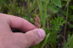 Rumex lapponicus