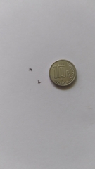 Insecta