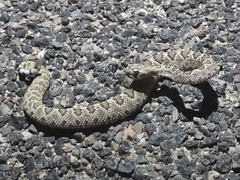 Crotalus scutulatus