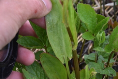 Rumex lapponicus
