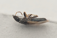 Microplax interrupta