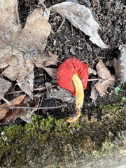 Leratiomyces erythrocephalus