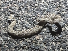 Crotalus scutulatus