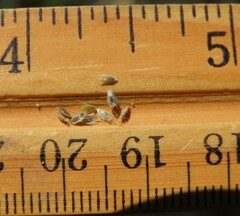 Alopecurus carolinianus