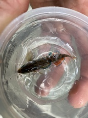 Etheostoma caeruleum