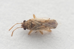 Nysius cymoides