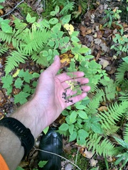 Thalictrum pubescens