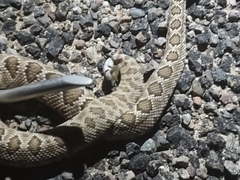 Crotalus scutulatus