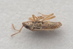 Nysius cymoides