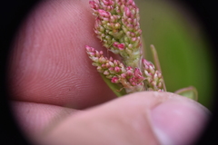 Rumex lapponicus