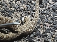 Crotalus scutulatus