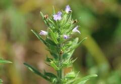 Hedeoma hispida