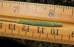 Alopecurus carolinianus