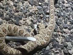 Crotalus scutulatus
