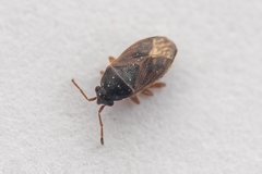 Stygnocoris
