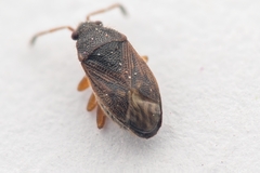 Stygnocoris