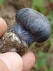 Phlegmacium velicopium