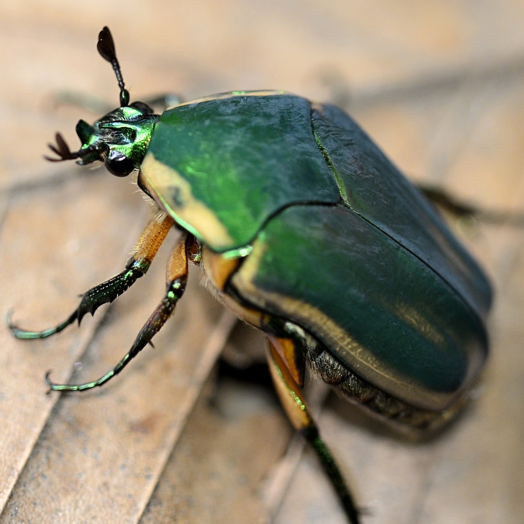 Green June Beetle (Kenilworth Aquatic Gardens Invertebrates) · iNaturalist