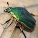 Common Green June Beetle - Photo (c) J. Michael Raby, some rights reserved (CC BY-NC-ND)