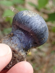 Phlegmacium velicopium