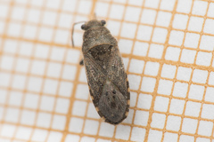 Heterogaster urticae