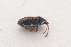 Stygnocoris