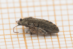 Heterogaster urticae