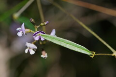 Glycine clandestina