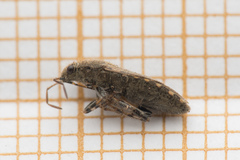 Heterogaster urticae