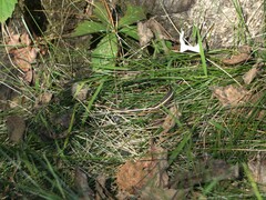 Thamnophis saurita septentrionalis