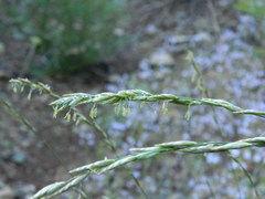 Melica bulbosa
