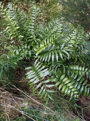Asplenium oblongifolium