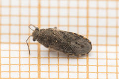 Heterogaster urticae