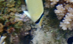 Chaetodon citrinellus