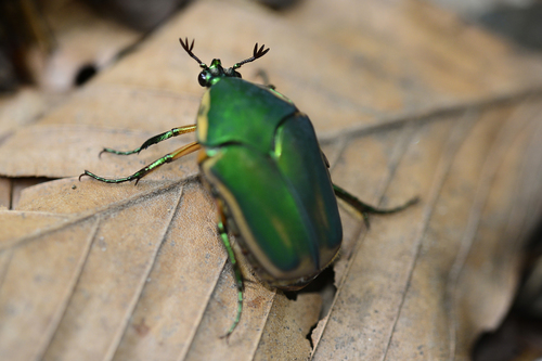 Common Green June Beetle, photo 5 of 10
