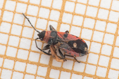 Horvathiolus superbus