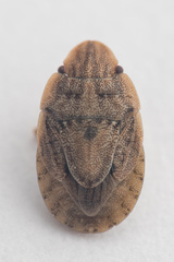 Sciocoris