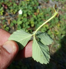 Fragaria cascadensis