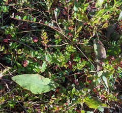 Vaccinium oxycoccos