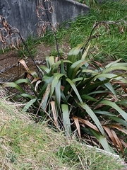 Phormium cookianum