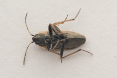 Xanthochilus quadratus