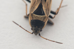 Xanthochilus quadratus