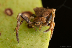 Coenypha edwardsi