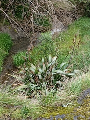 Phormium cookianum