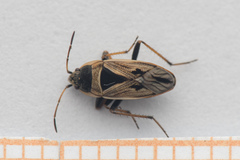 Xanthochilus quadratus